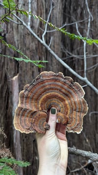 Image 5 of Turkey Tail tincture