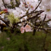 Image 3 of Pink Sakura Huggies | Kazuha (Silver) | SAKURA 2022