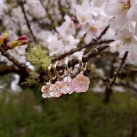 Image 5 of Pink Sakura Huggies | Kazuha (Silver) | SAKURA 2022