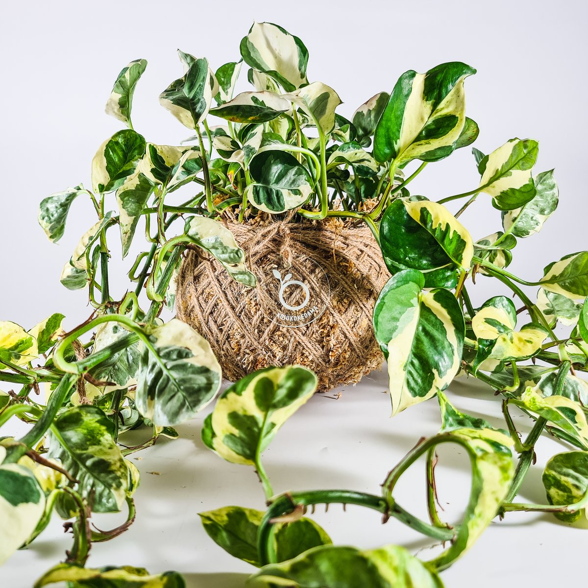 Image of Epipremnum aureum N'Joy Kokedama 