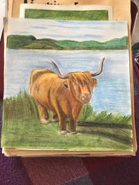 Image 2 of Highland cow drawing 