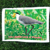 You Gotta Love a Plover by Chips Mackinolty