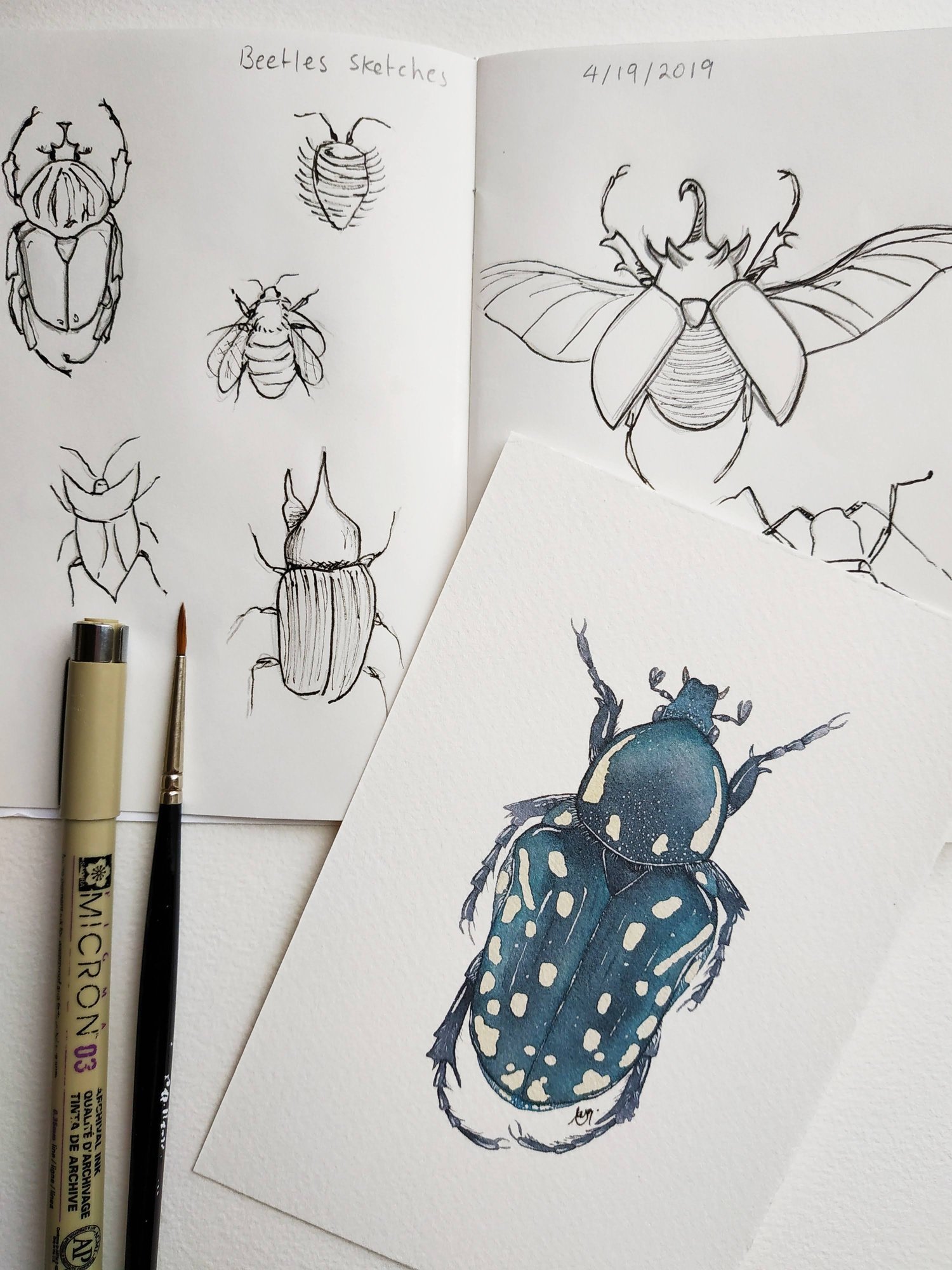 Image of  Oxythyrea cinctella Beetle Watercolor Illustration PRINT 