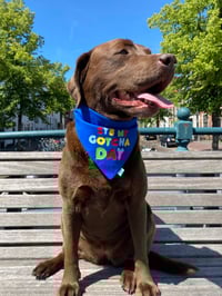 Image 3 of Gotcha Day