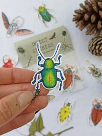 Image 2 of Beetle Sticker Set, 7 different Coleopteras.