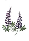 Arctic Lupines