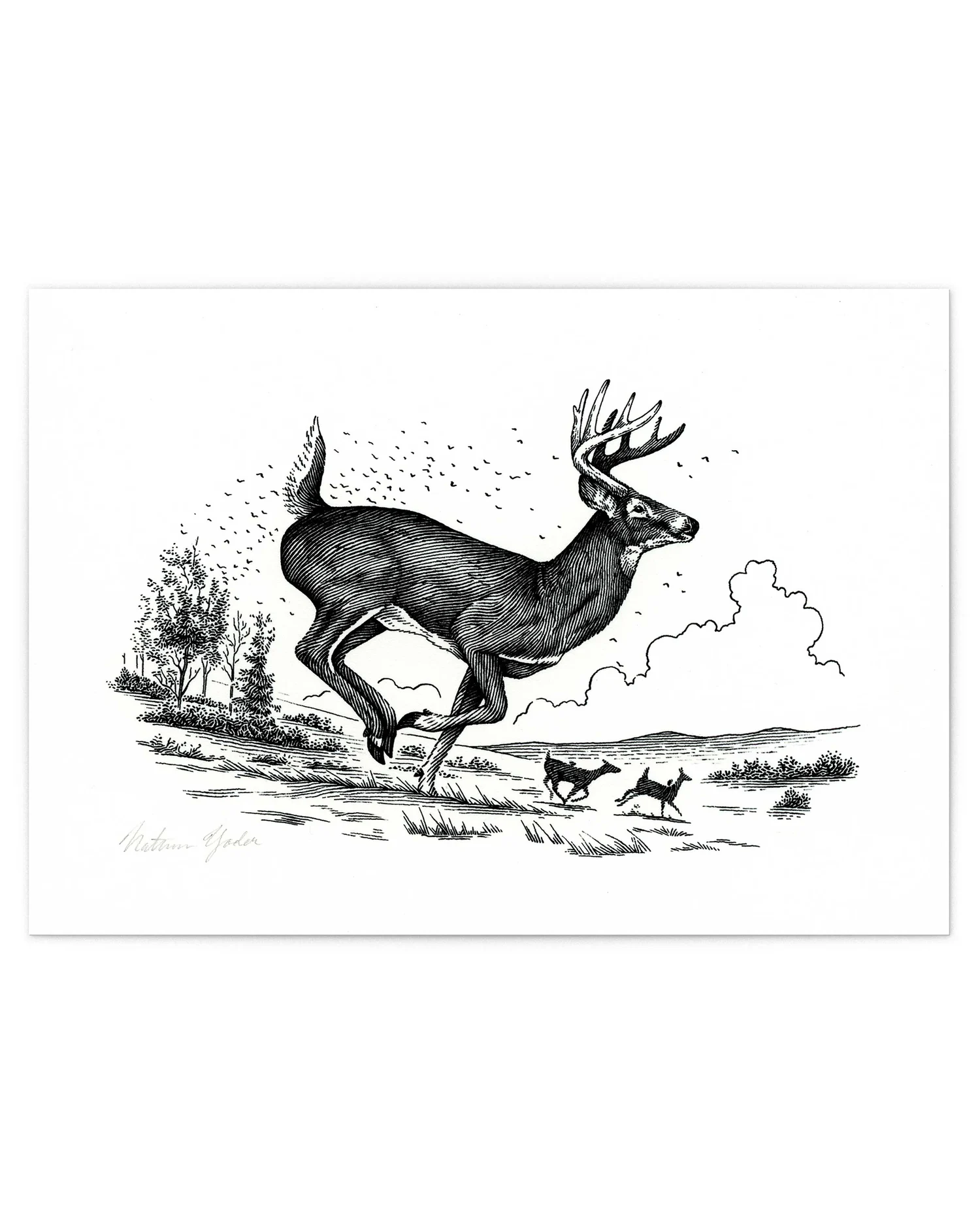 WHITETAIL BUCK, Signed Fine Art Print