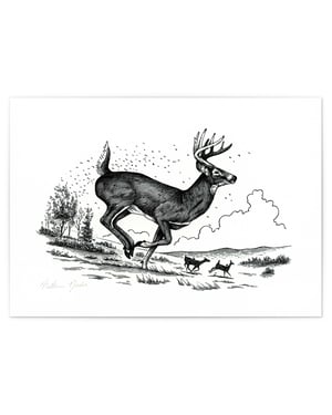 Whitetail Buck, Signed Fine Art Print