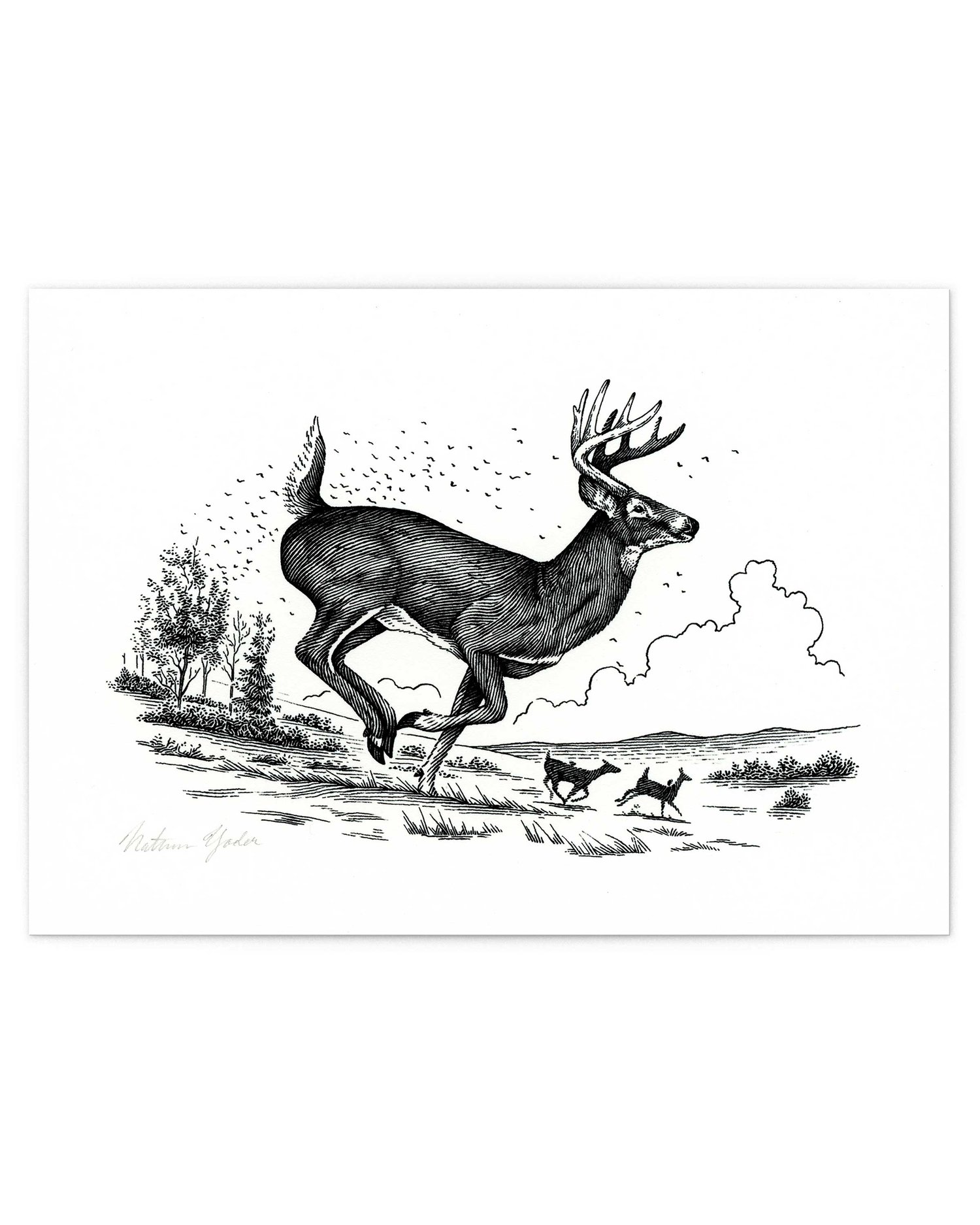 WHITETAIL BUCK, Signed Fine Art Print