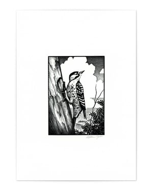 Red-Cockaded Woodpecker, Signed Fine Art Print