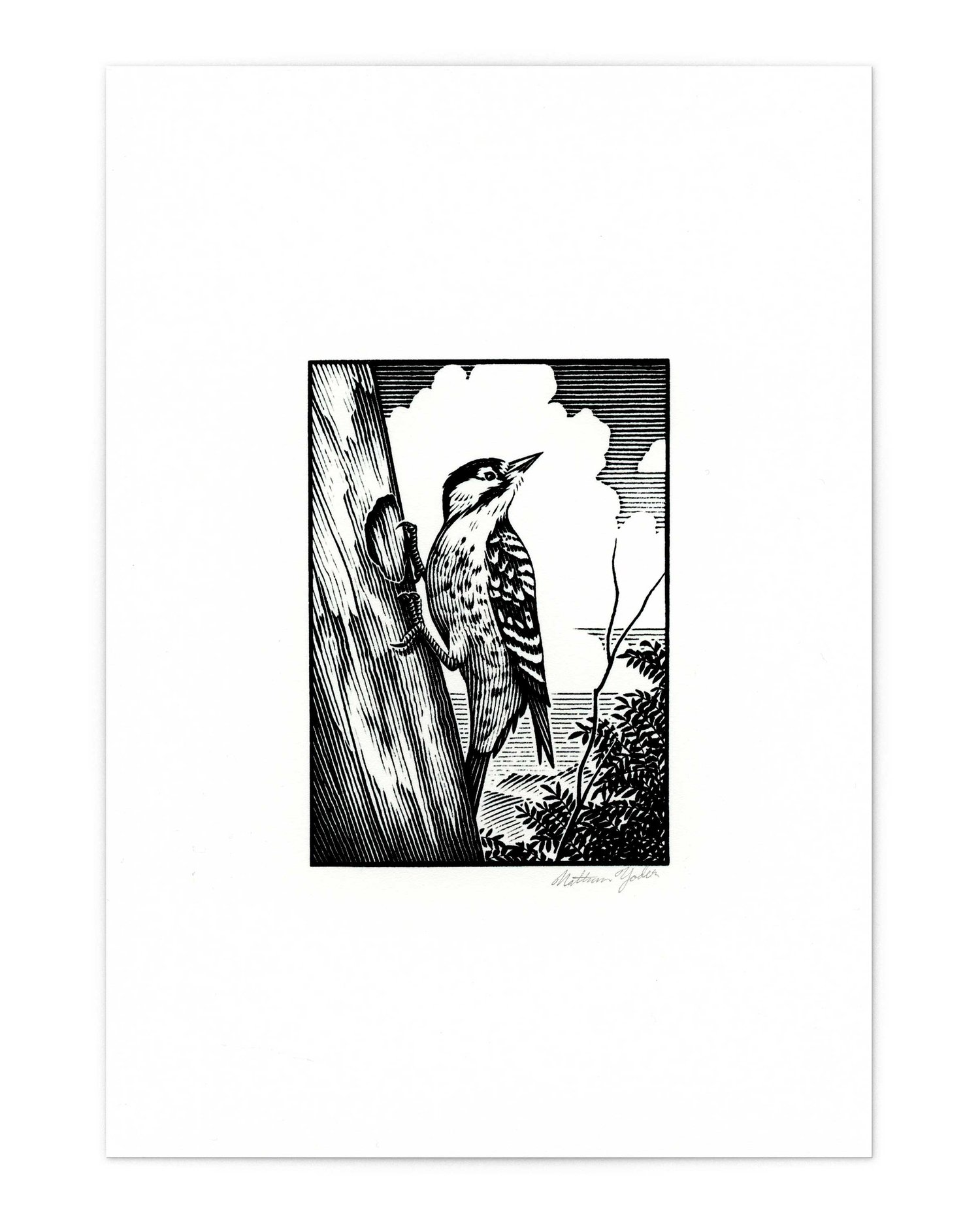 RED-COCKADED WOODPECKER, Signed Fine Art Print