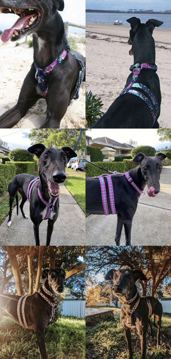 Car harness for on sale greyhound