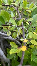Organic hammered earrings