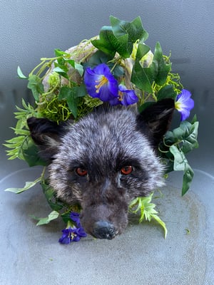 Silver Fox head mount (orange eyes)