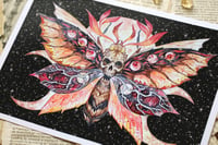 Image 3 of Skull Moth. print