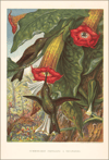 Hummingbird with Brugmansia Art Print