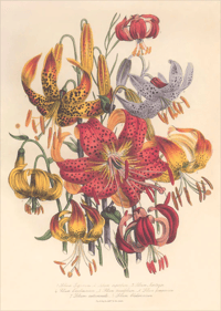 Variety of Lilies Art Print