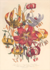 Variety of Lilies Art Print
