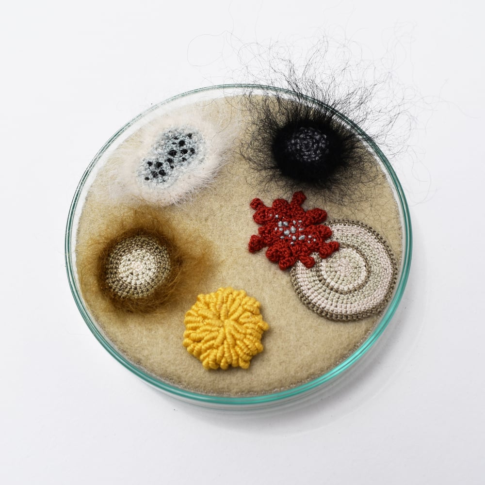 Image of 9cm Petri dish
