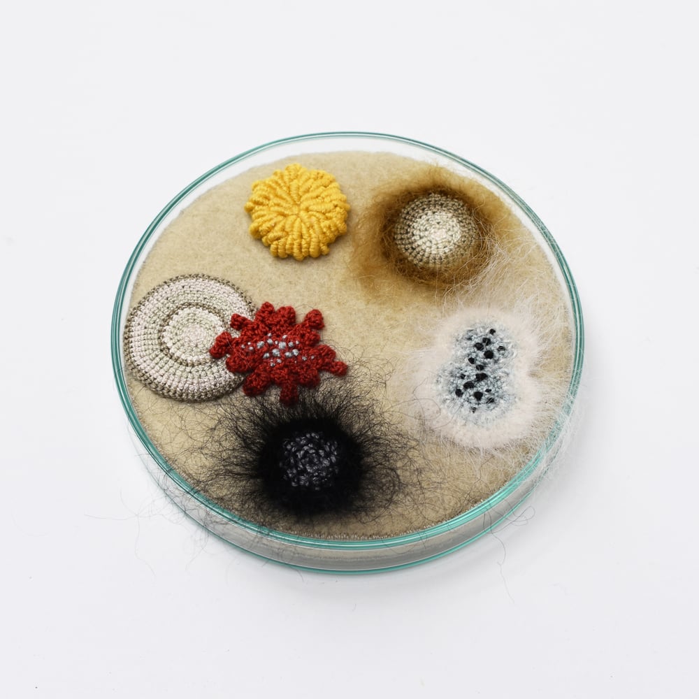Image of 9cm Petri dish