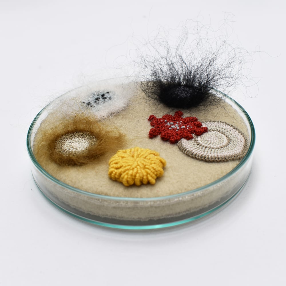 Image of 9cm Petri dish