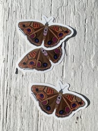 Butterfly sticker