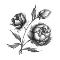 PAEONIA