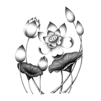 NELUMBO NUCIFERA