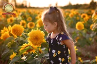 Image 3 of New Dates • Avon Sunflower Minis  | prayers for Maria | RETAINER