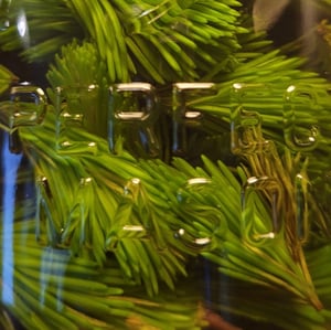 Image of Wild Spruce Beard Oil