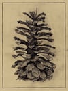 "Pine Cone (analog source)" • Art Print (18" x 24")