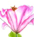 Image of Original pink lily botanical watercolor painting