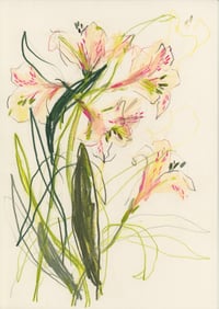 Alstroemeria no. 2