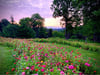 Wildflower Mini Photography Sessions in near Jonesborough TN - August 4, 2024