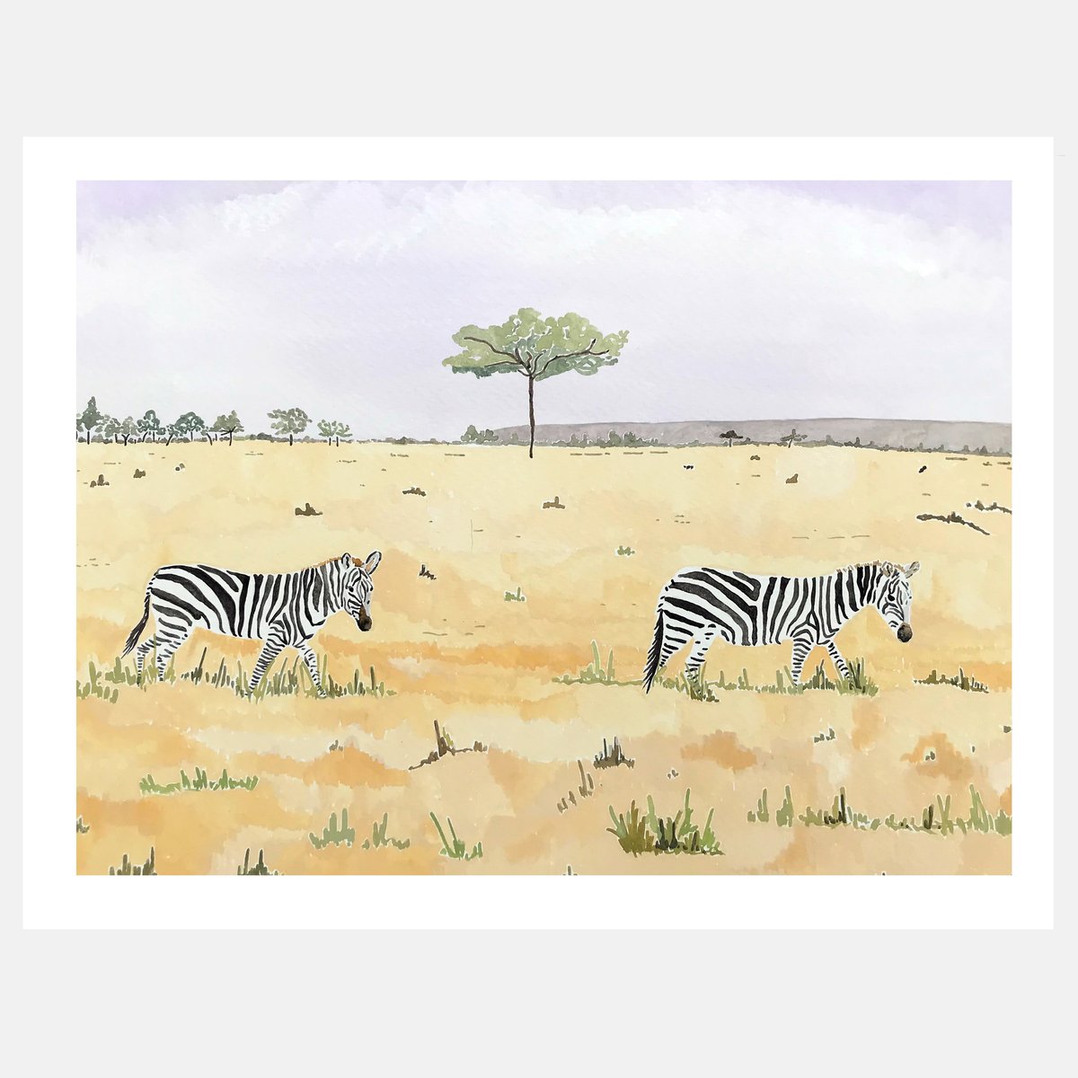 Image of Zebra 