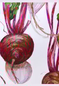 Image 1 of Bunched Beetroot | A2