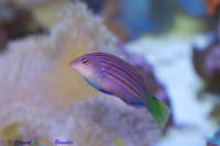 Causes of Dead Fish in the Aquarium