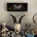 Image 2 of ::Death Cicada::