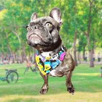 Image 3 of Pet Bandana