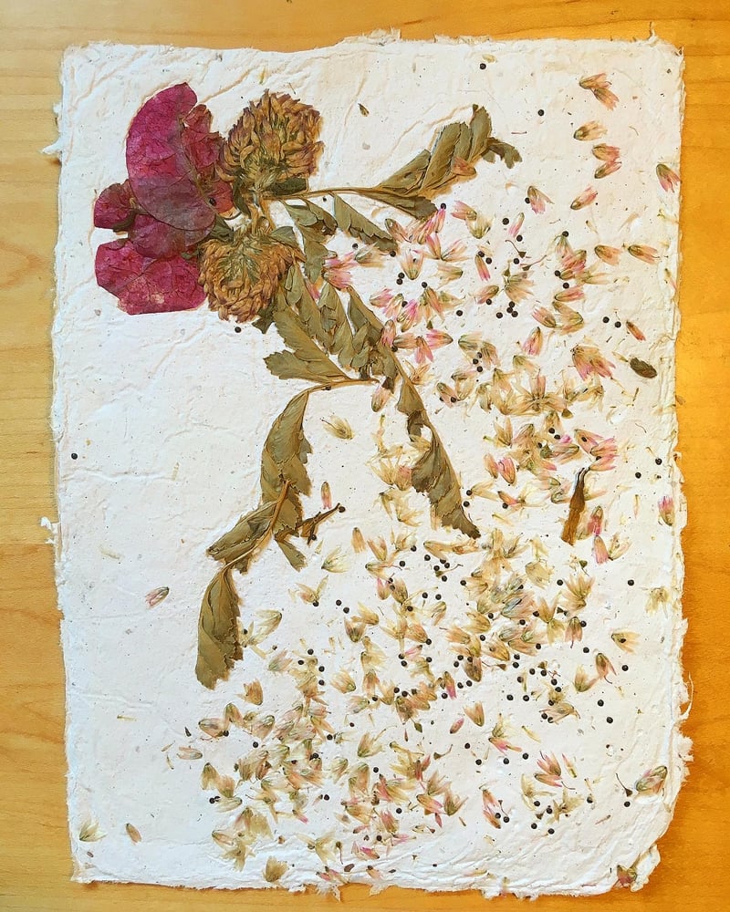 Image of Seed Storm