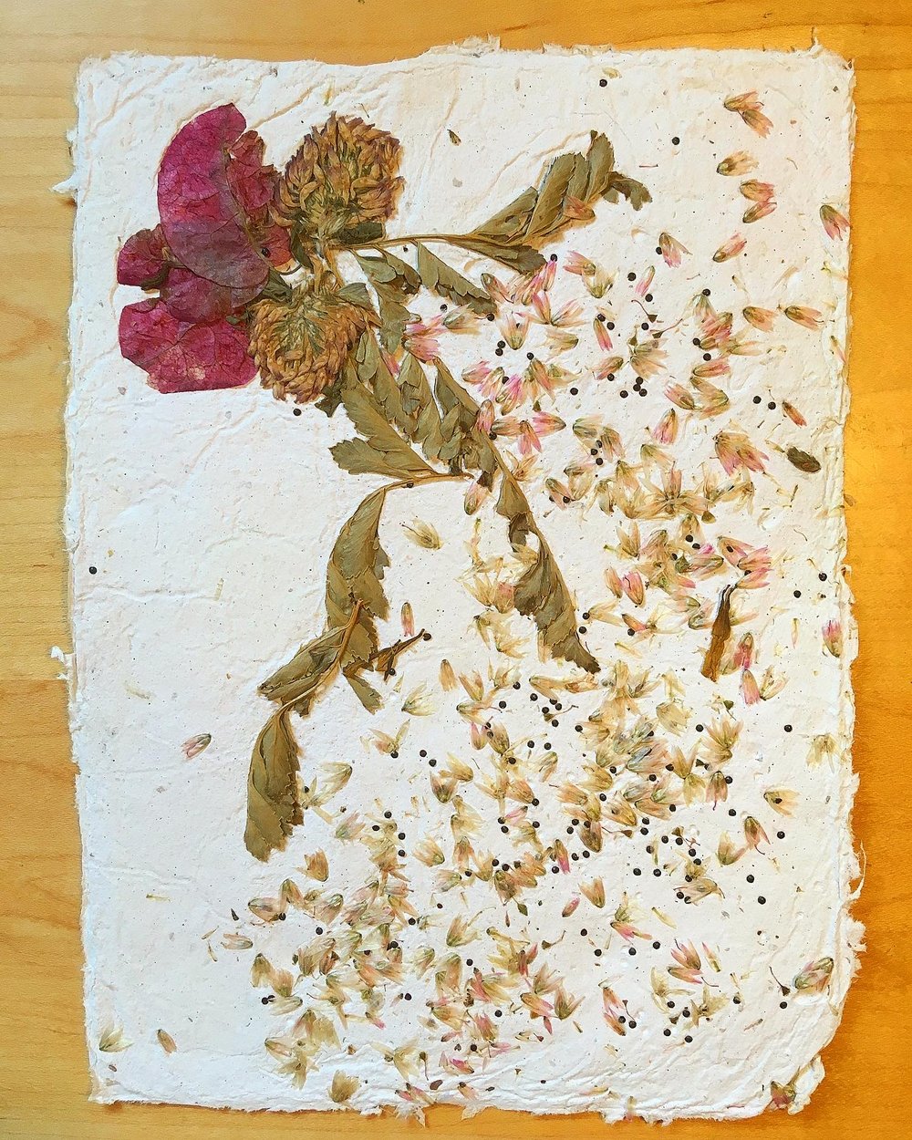 Image of Seed Storm