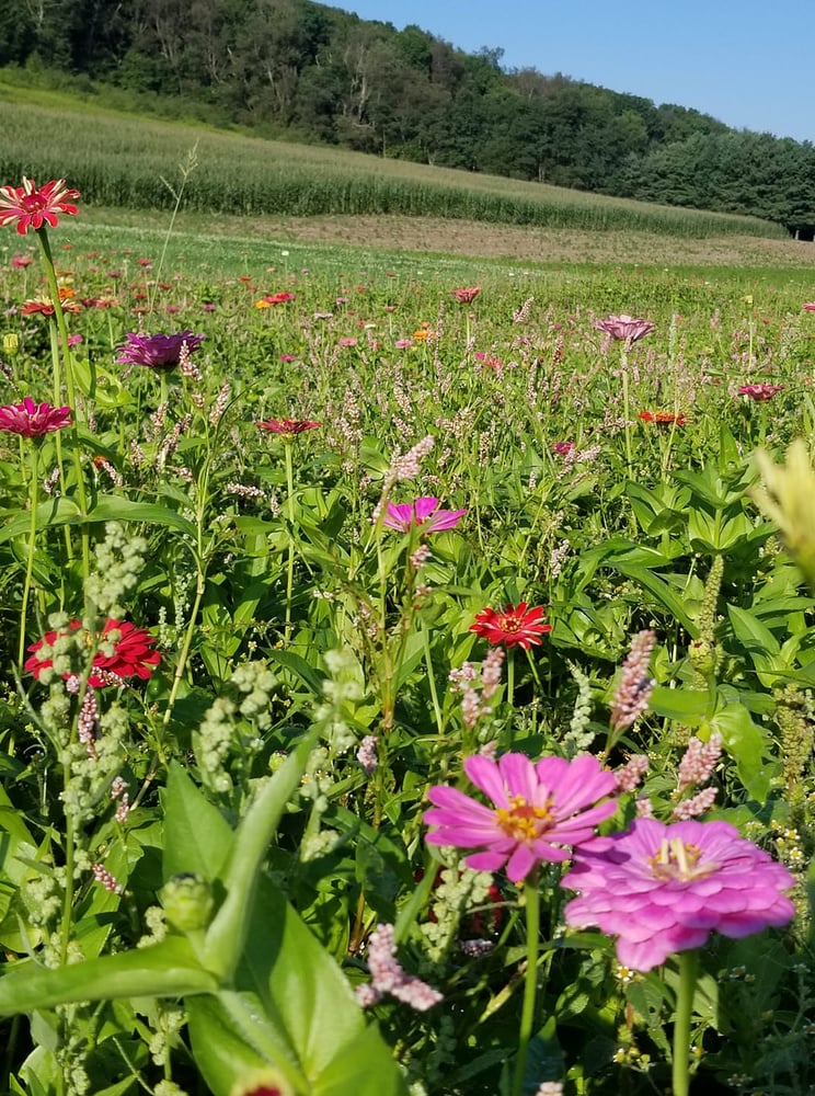 Image of Wildflower Mini Sessions