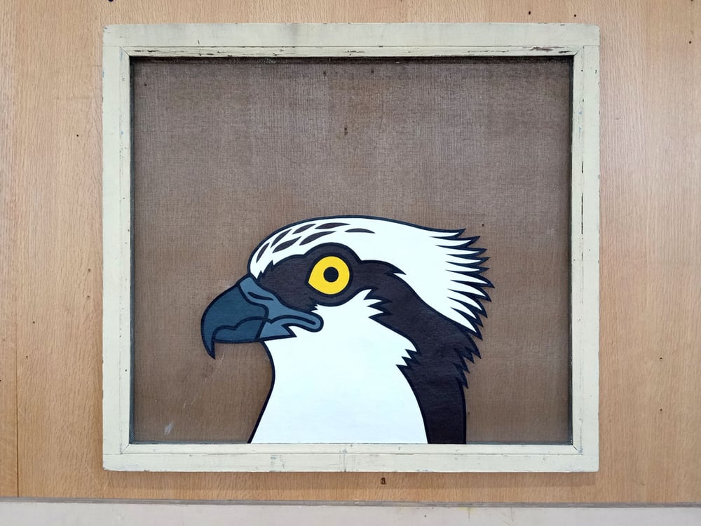 Image of Osprey