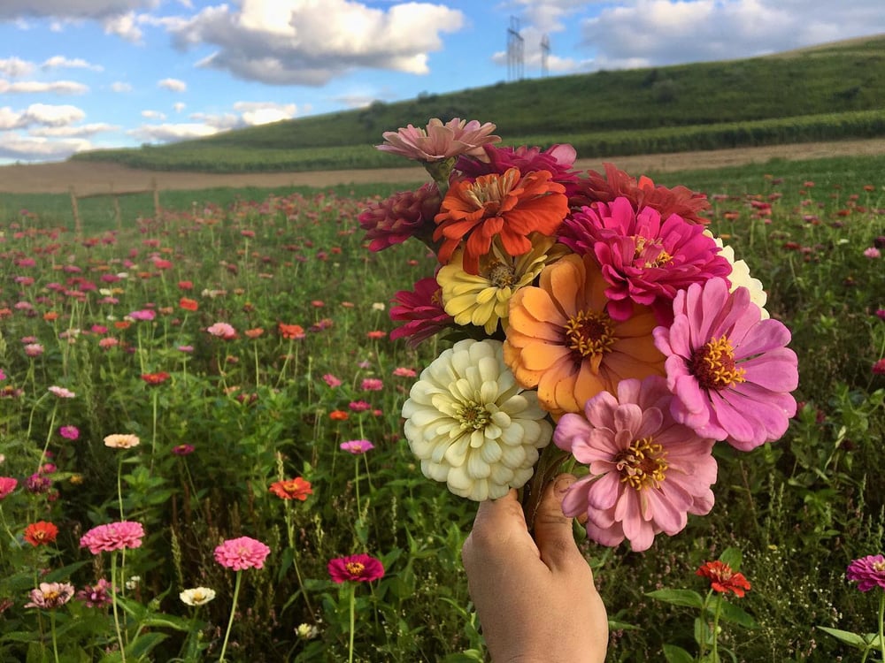 Image of Wildflower Mini Sessions