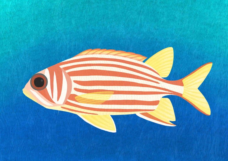 Image of Squirrelfish