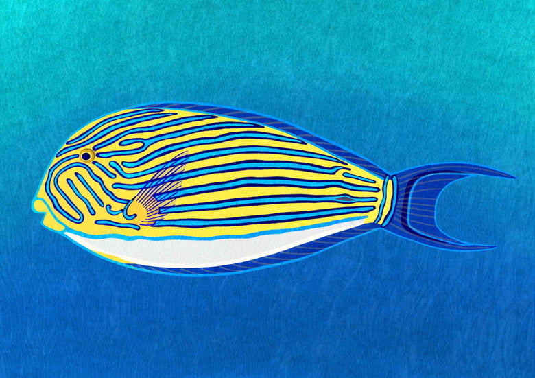 Image of Striped Surgeonfish
