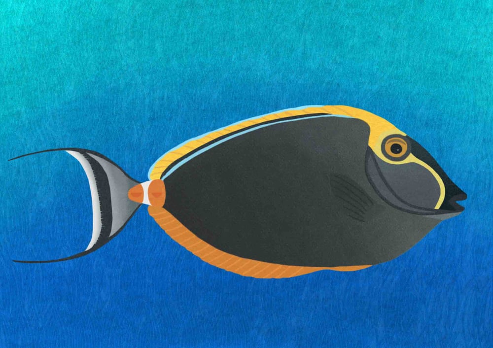 Image of Orangespine Unicornfish