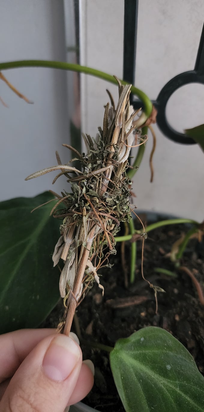 Image of Smudge wands