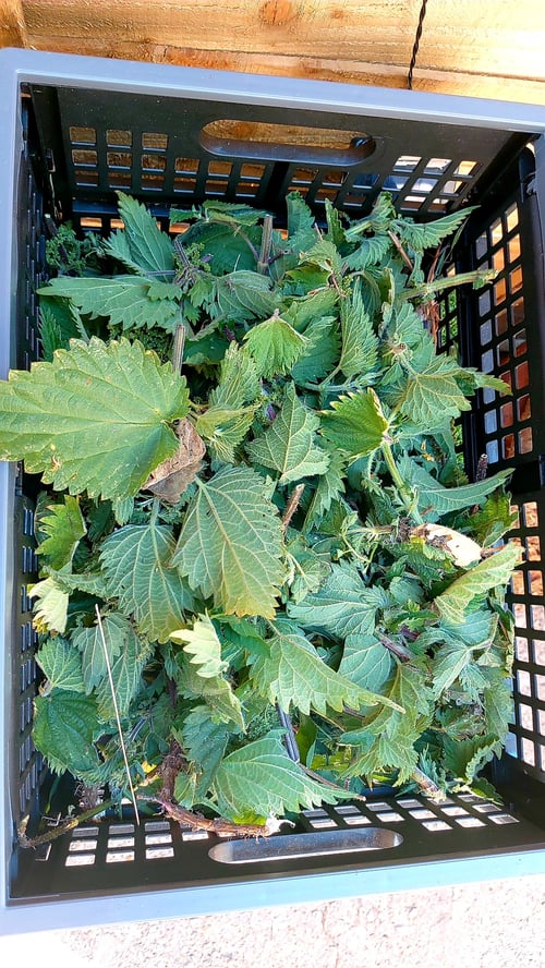 Image of Air-dried Nettles 