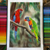 ‘Rosella & Lorikeet’